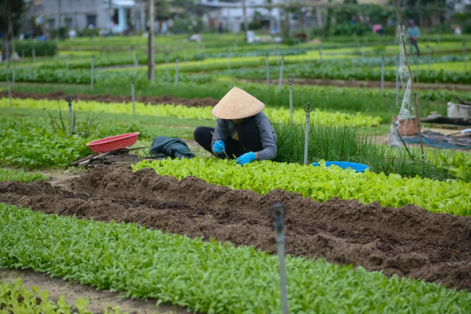 Vườn rau của Lê Mười Em